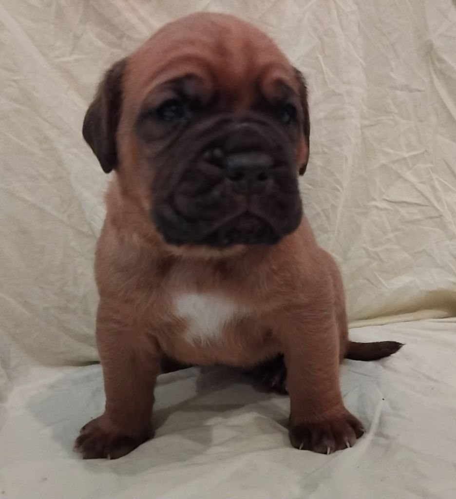 De La Taniere De Luperca - Chiot disponible  - Dogue de Bordeaux