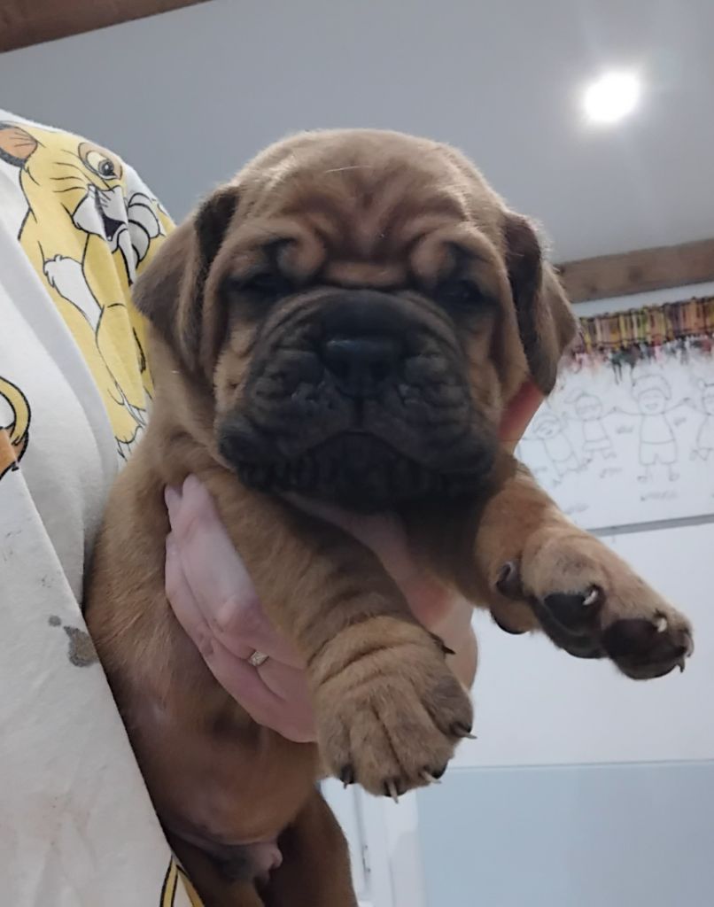 De La Taniere De Luperca - Chiot disponible  - Dogue de Bordeaux