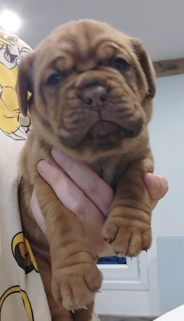 De La Taniere De Luperca - Chiot disponible  - Dogue de Bordeaux