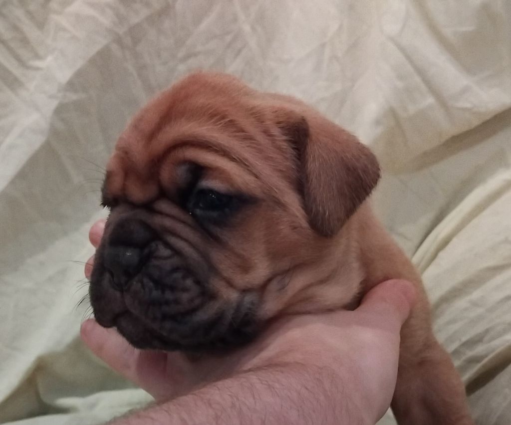 De La Taniere De Luperca - Chiot disponible  - Dogue de Bordeaux